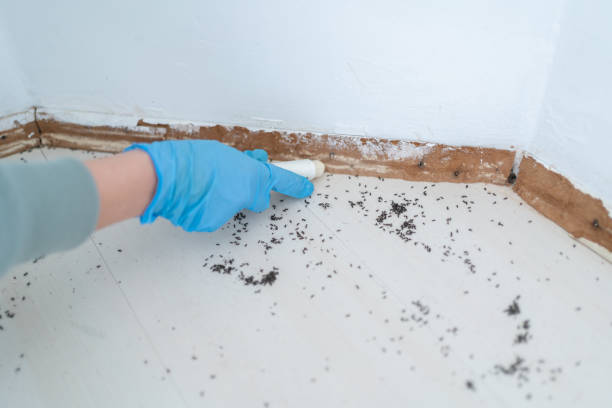 Best Ant Control  in Mitchell, IL